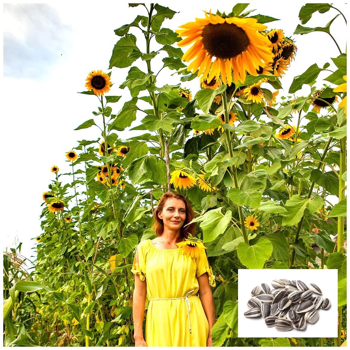 SkyScraper Sunflower Seeds for Planting - 20 Rare Exotic Garden Seeds | Grow Giant 15-20 ft Tall Sunflowers | Perfect for Backyard Gardens, Landscaping & Pollinator-Friendly Yards
