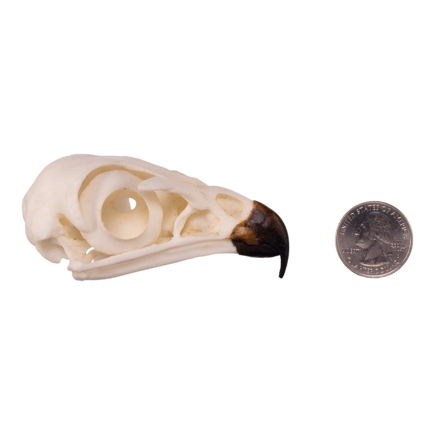 Authentic Replica Red-Tailed Hawk Skull - Lifelike Taxidermy Decoration for Home, Office & Gothic Decor | Halloween, Witchcraft & Nature Study Display