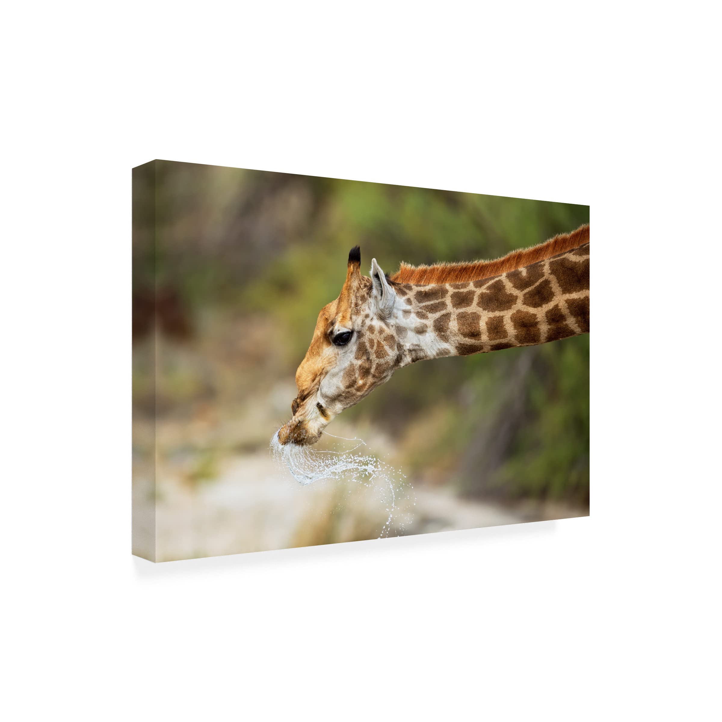 Trademark Fine Art 'Just A Drink' Canvas Wall Art by Marco Pozzi - Perfect for Living Room, Bedroom & Office Decor