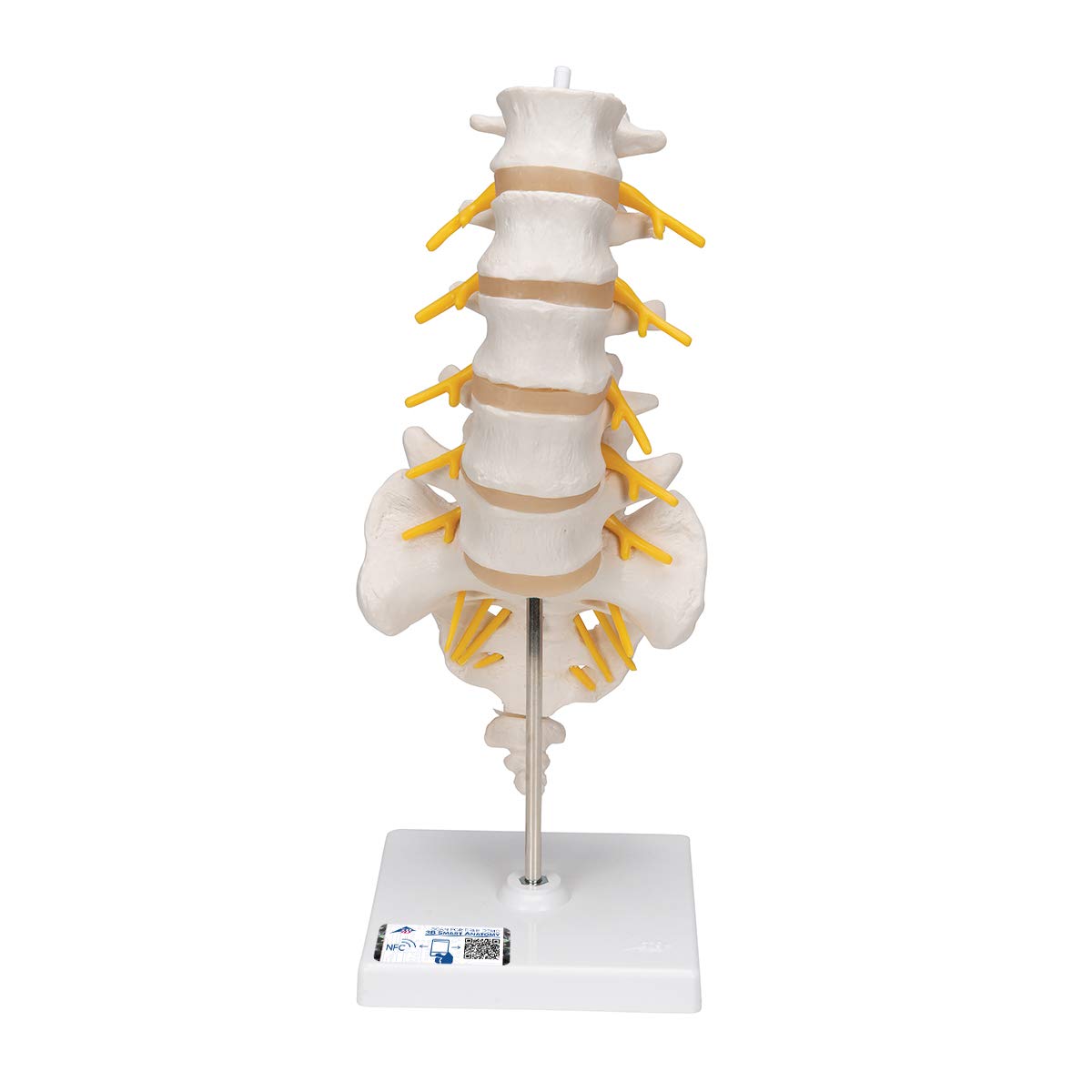 3B Scientific A74 Lumbar Spinal Column Model with 3B Smart Anatomy - Detailed Human Spine Anatomy Model for Medical Education, Chiropractic Training & Physical Therapy Practice