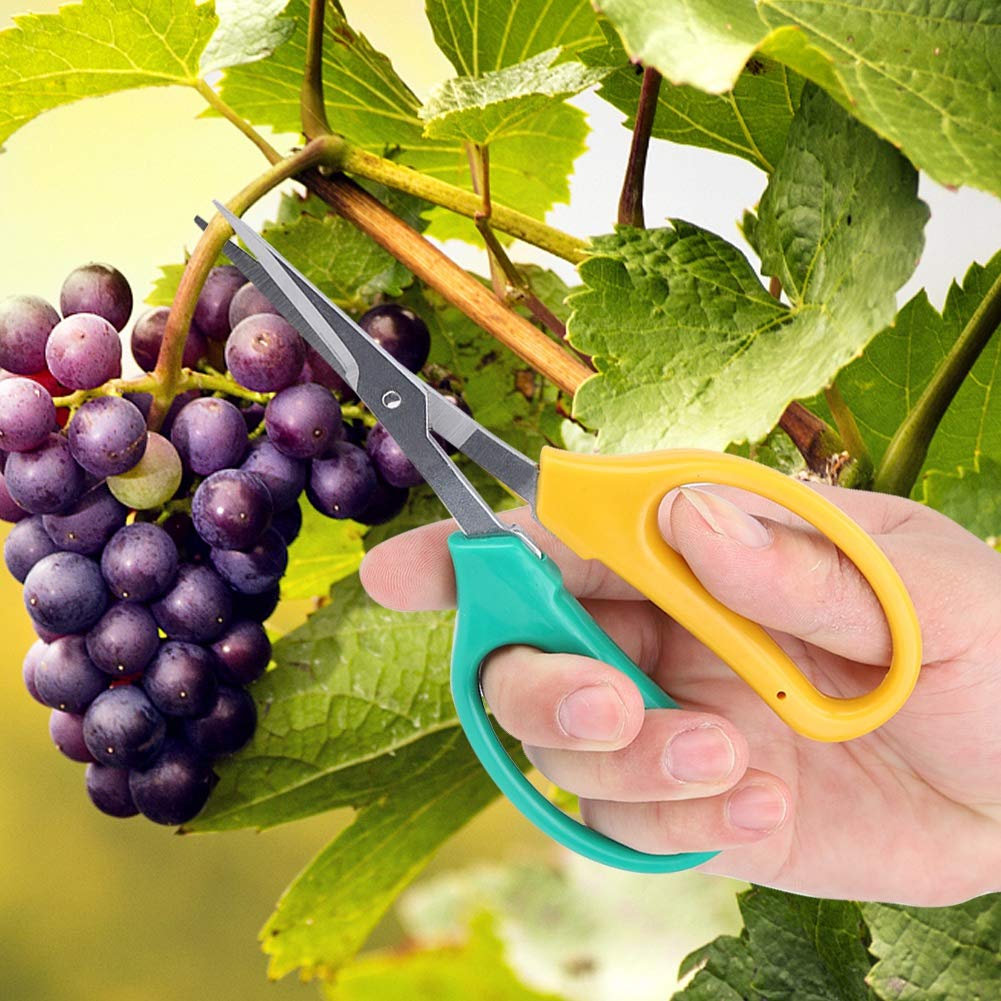 Stainless Steel Curved Blade Grape Pruning Shears - Professional Fruit Picking Scissors for Gardening, Bonsai Care, and Fruit Tree Maintenance - Perfect for Harvesting Grapes, Pruning Bonsai, and Trimming Garden Plants