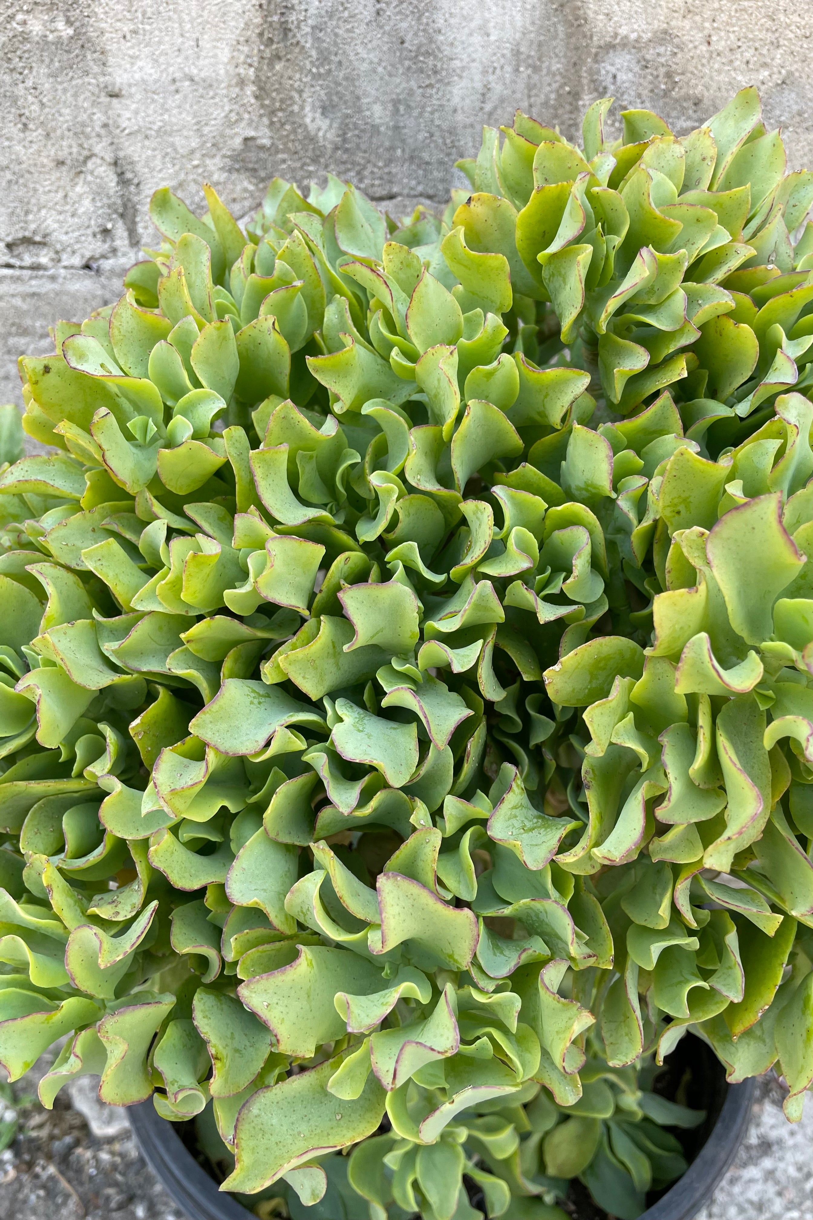 Crassula Arborescens Undulatifolia - Unique Ripple Jade Plant #5 Stump with Character | Perfect for Indoor Succulent Gardens & Home Decor