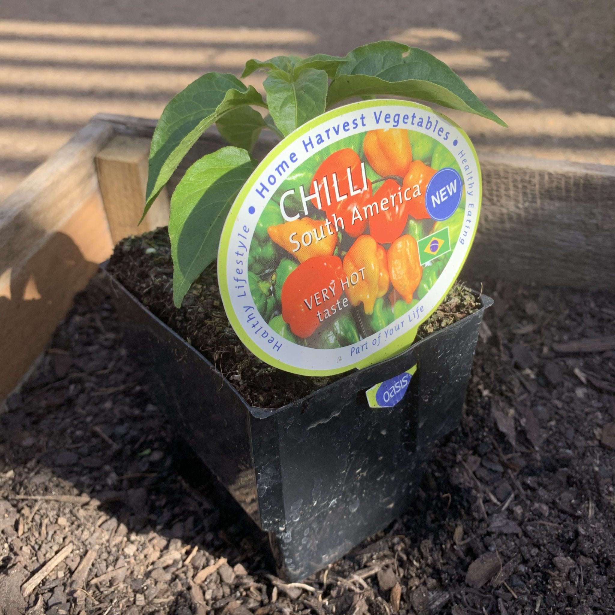 Spicy South American Chili Peppers - Hot & Flavorful for Cooking, Grilling & Mexican Dishes