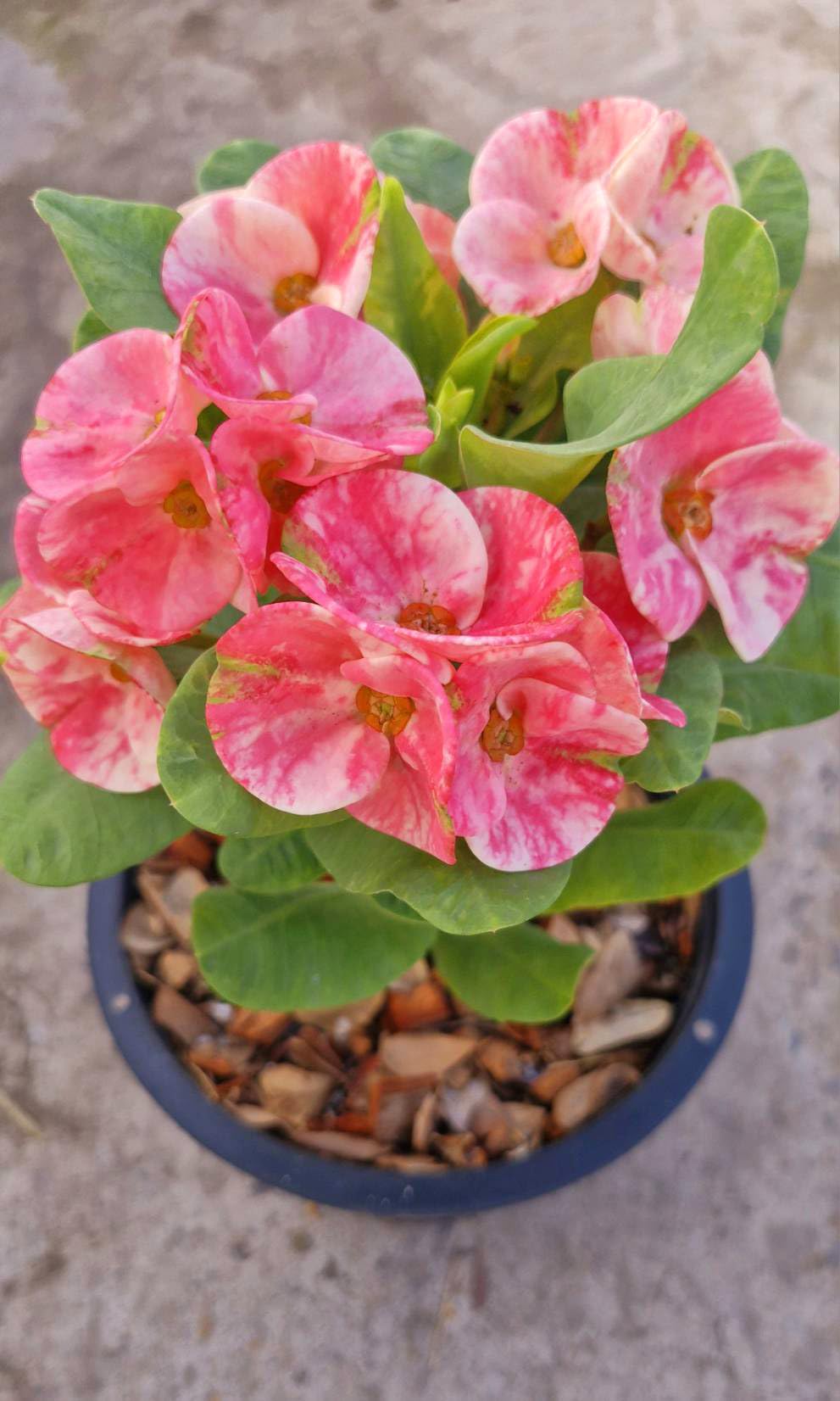 Live Euphorbia Milli (Crown of Thorns) Plant - Petch Srirung Variety - Drought-Tolerant Succulent for Home Decor, Office Desk & Garden Landscaping
