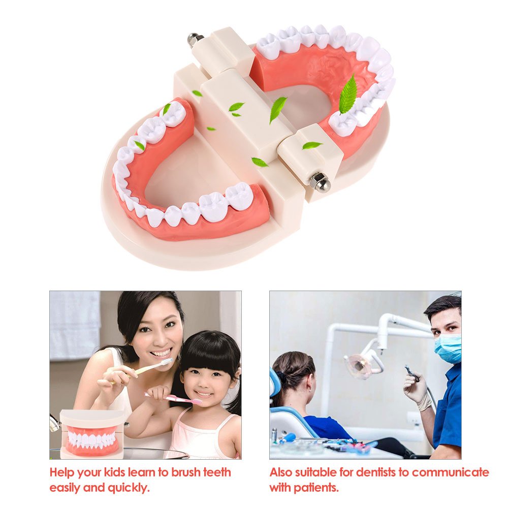 Adult Dental Teeth Teaching Model - Standard Dentures with Gums for Brushing Demonstration | Perfect for Kindergarten, Dental Schools & Oral Hygiene Education