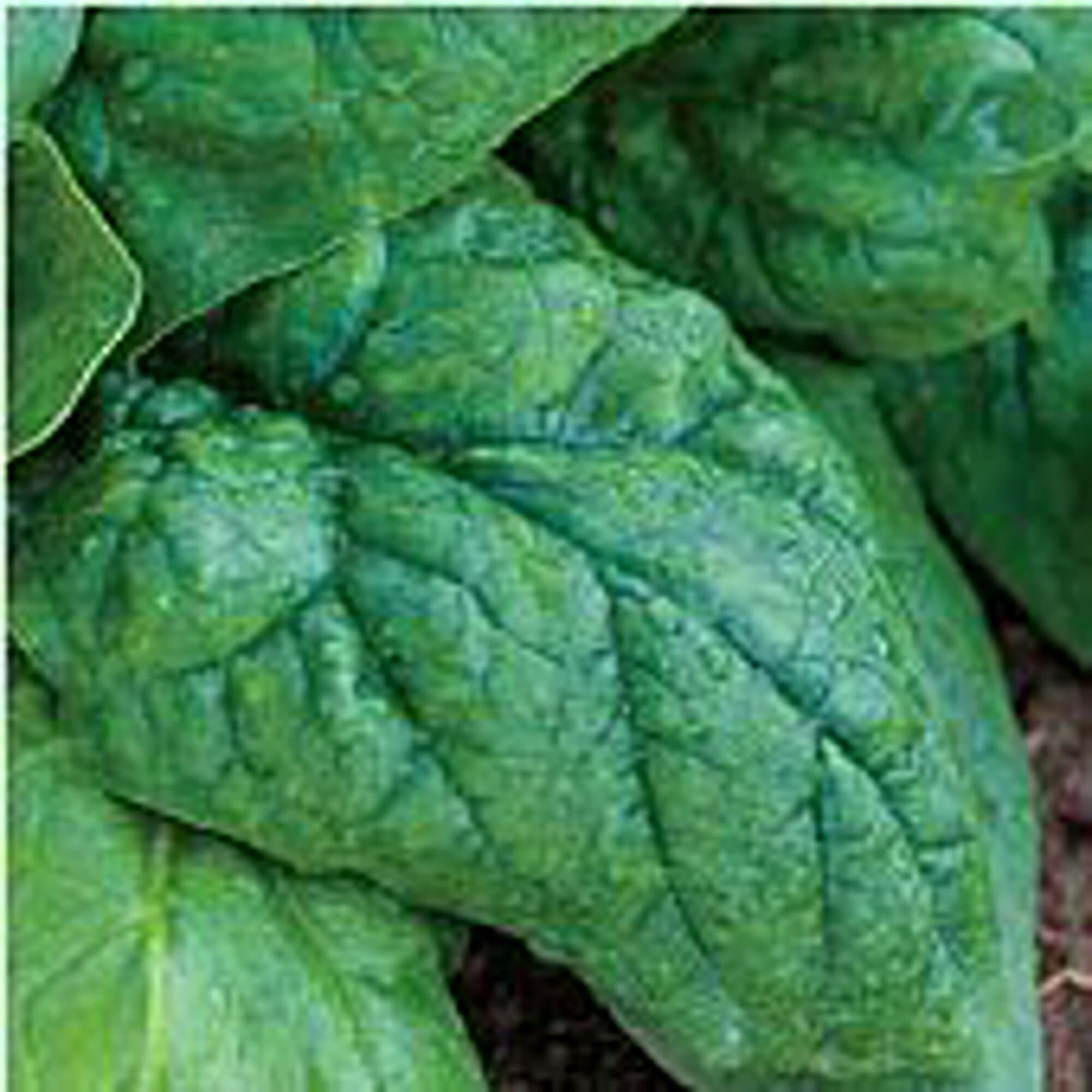 Non-GMO Giant Nobel Spinach Seeds (20+ Seeds) - Premium Vegetable Seeds for Planting | Home Garden, Greenhouse & Container Gardening | Fresh Salad Greens & Healthy Cooking