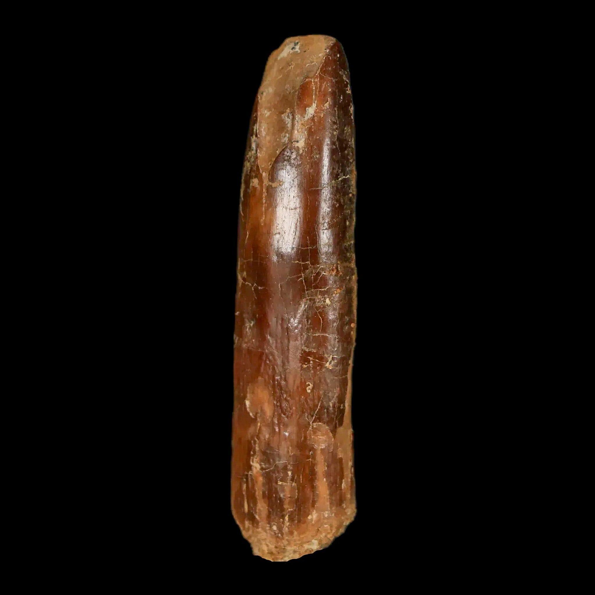 2 Authentic Rebbachisaurus Sauropod Dinosaur Fossil Teeth - Early Cretaceous Period - Includes COA - Perfect for Paleontology Collections & Educational Displays
