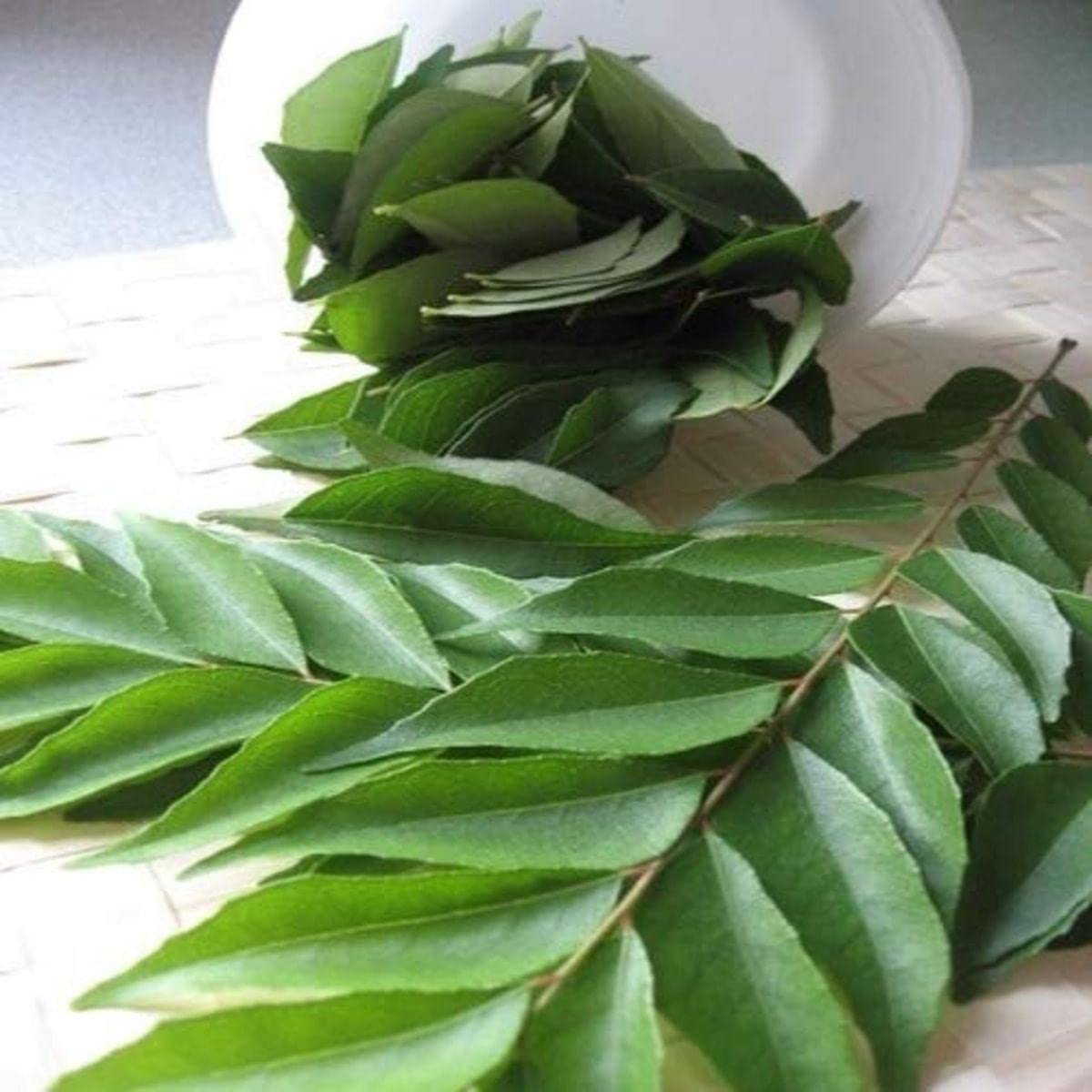 Organic Curry Leaf Plant (Murraya Koenigii) - Live Herb for Outdoor Garden, Cooking & Ayurvedic Remedies - Perfect for Indian Cuisine & Home Gardening