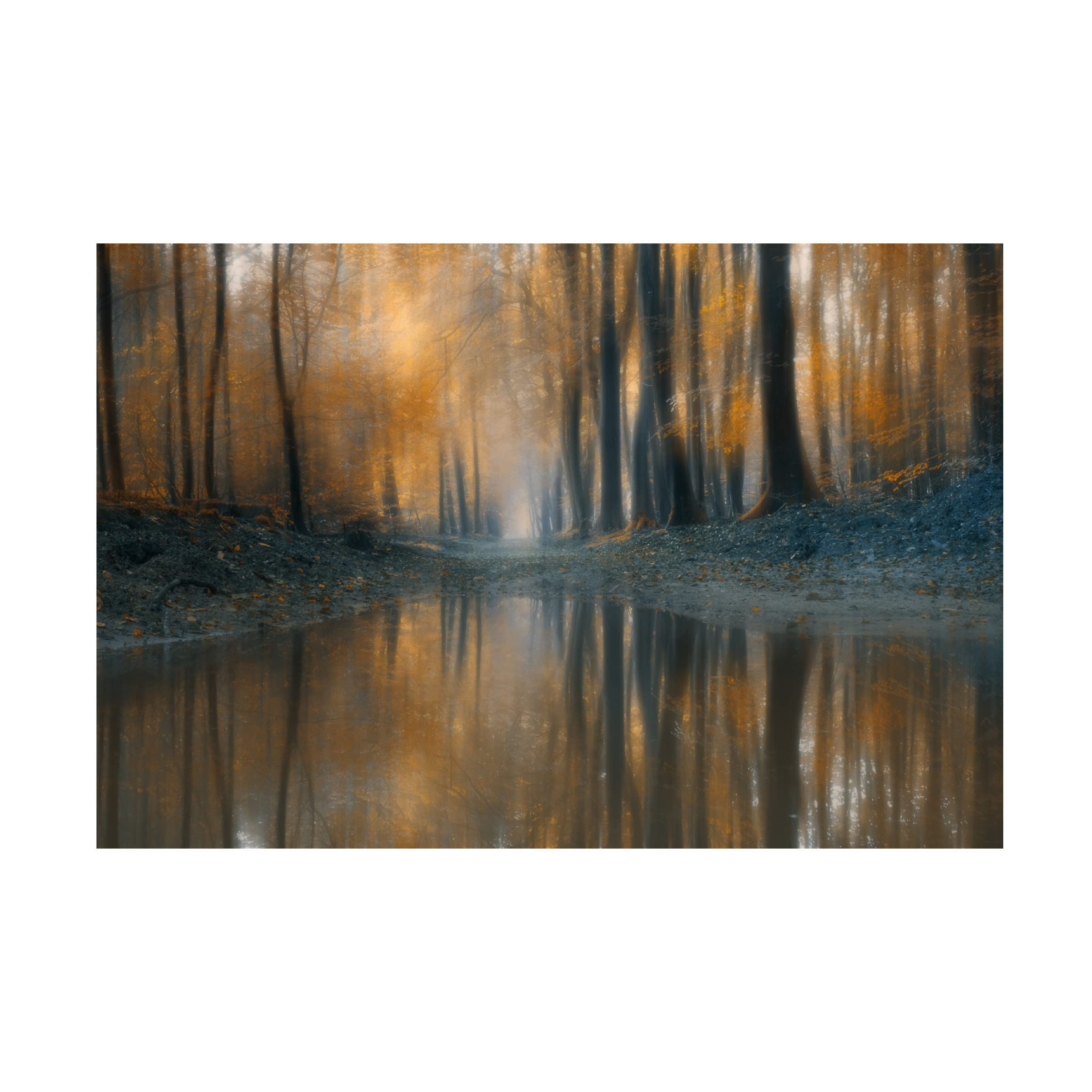 Trademark Fine Art 'The Woods' Canvas Wall Art Print by Bingo Z - Perfect for Living Room, Bedroom & Office Decor