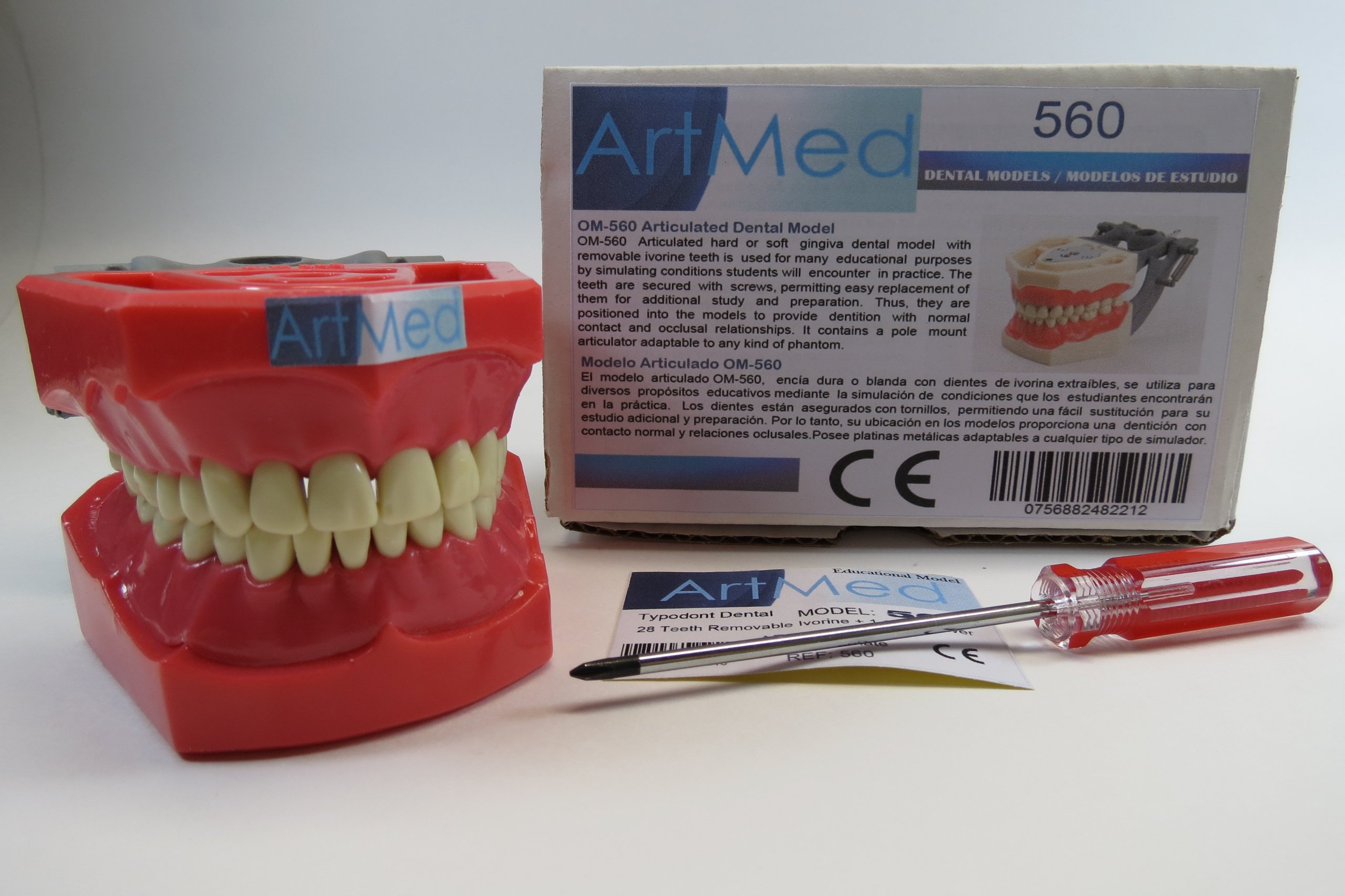 Dental Typodont Anatomy Model - Removable Ivory Teeth for Dental Education & Training - ARTMED Model 560 - Perfect for Students, Dentists & Dental Labs