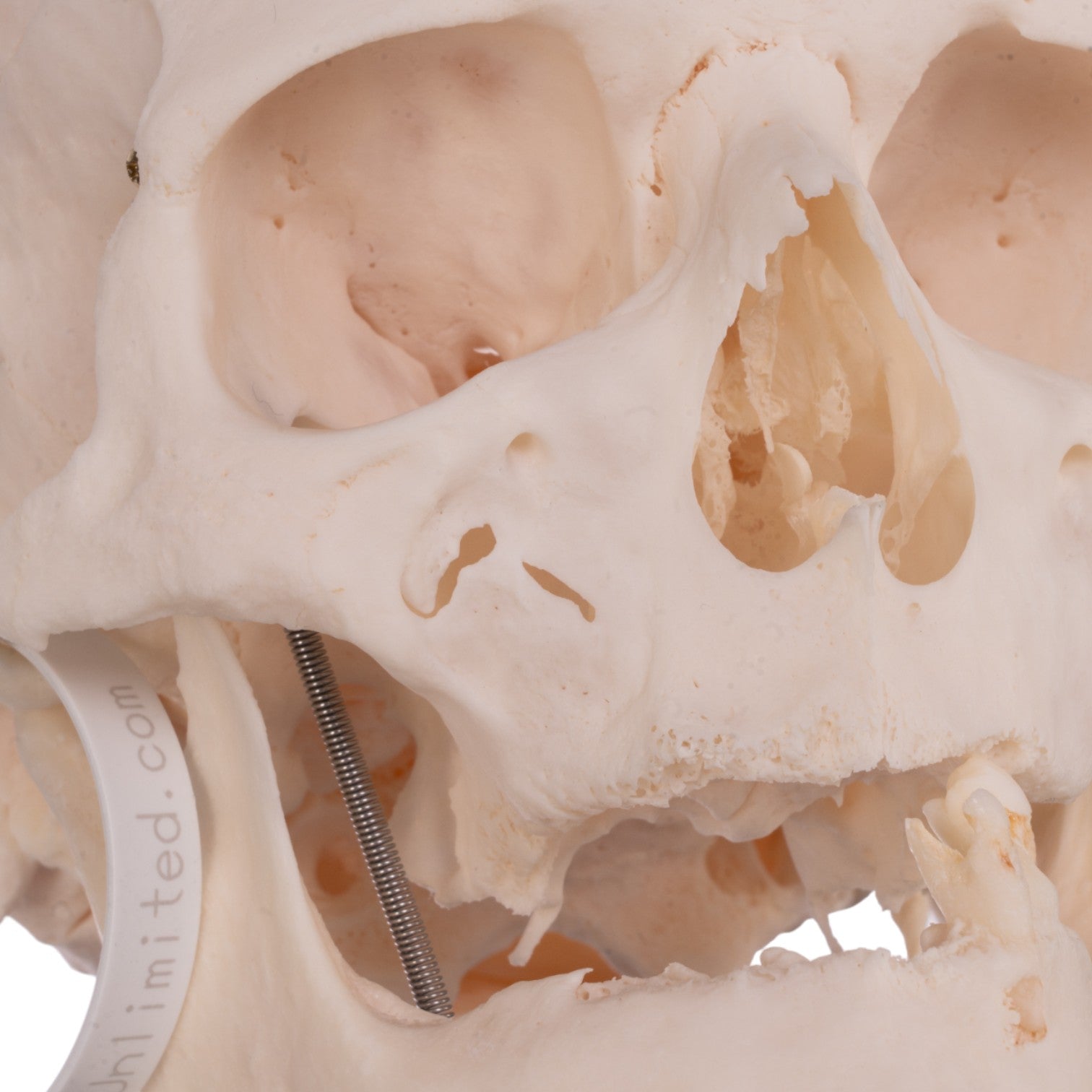 Premium Anatomical Human Skull Model - Accurate Medical & Educational Tool for Students, Doctors & Researchers | Perfect for Classroom, Lab & Study Use