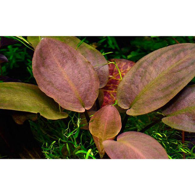TCulture Lagenandra Meeboldii Red Aquatic Plant in Pot - Perfect for Aquariums, Fish Tanks & Water Gardens