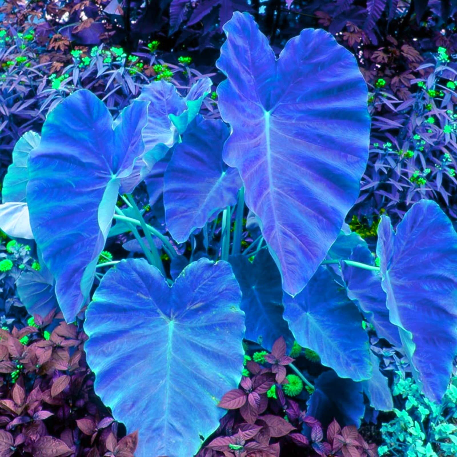15 Mixed Elephant Ear Bulbs (Colocasia Taro) - Perennial Tropical Garden Plants for Outdoor Planting & Home Decor | Perfect for Landscaping, Patio Containers & Water Gardens