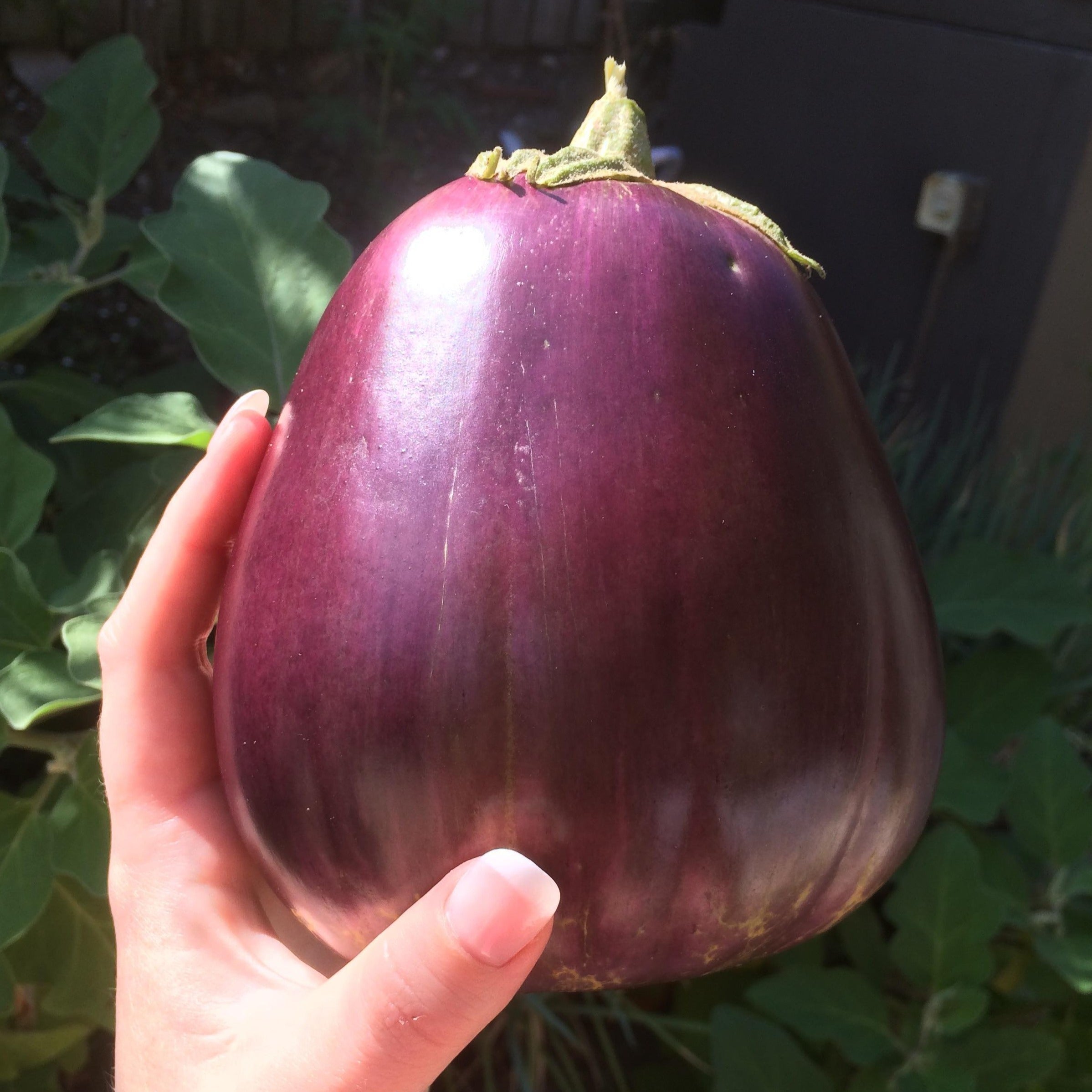 Organic Aswad Eggplant Seeds for Planting - Non-GMO, High Yield, Heirloom Variety - Perfect for Home Garden, Raised Beds & Container Gardening