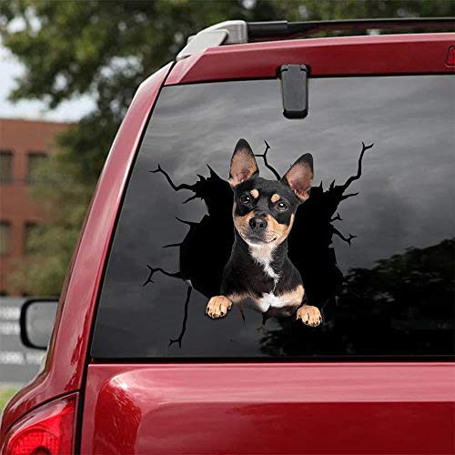 Chihuahua-01