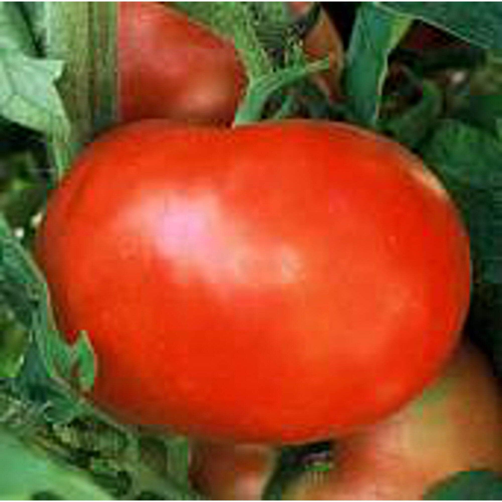 Organic Non-GMO Heirloom Supersonic Tomato Seeds (25+ Seeds) – High-Yield Vegetable Garden Seeds for Home Planting, Canning & Fresh Salads – Seed King Express