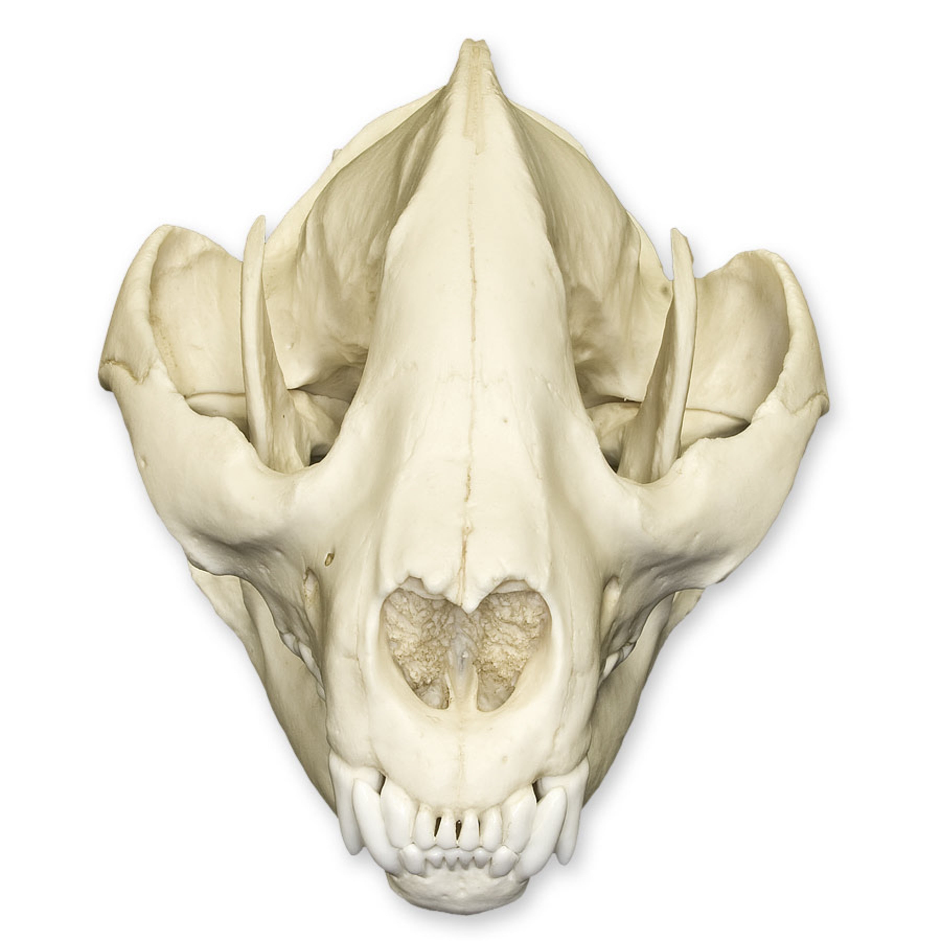 Replica Giant Panda Skull - Adolescent Size - Lifelike Animal Skull Model for Science Education, Home Decor, and Halloween Props