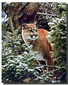 Mountain Lion Wildlife Art Print - Big Cat Wall Decor Poster (16x20) - Perfect for Home, Office & Cabin Decor