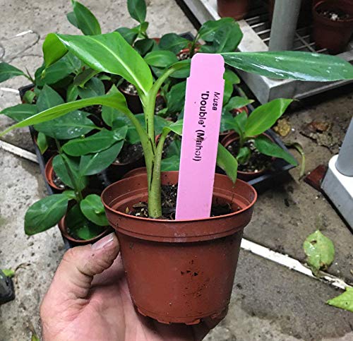 Double Mahoi Banana Plant - Live Dwarf Cavendish Banana Tree with Two Stems - Perfect for Indoor Tropical Decor & Outdoor Garden Landscaping
