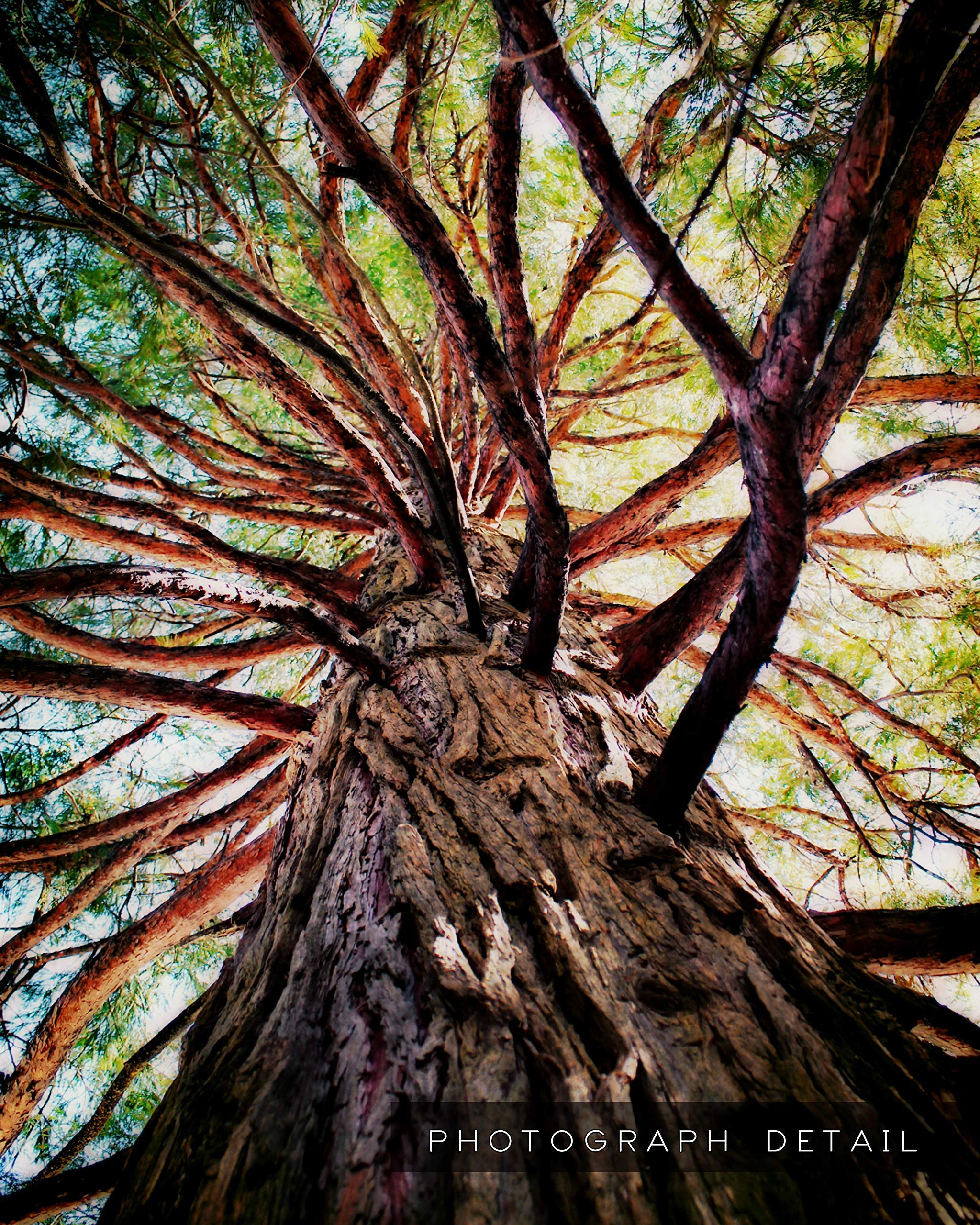 Tree I Wall Art - Urban Nature Photography Print for Home & Office Decor | Modern Landscape Artwork for Living Room, Bedroom, or Workspace
