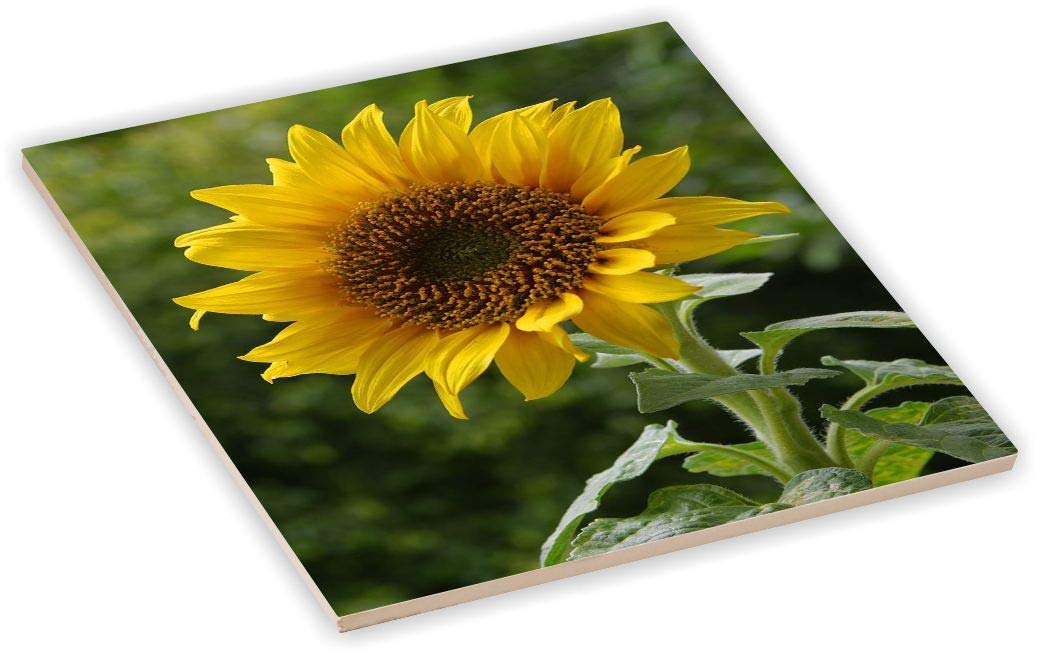 8 Inch Ceramic Tile Art - Hand Painted Sunflower Design on Green Background for Kitchen Backsplash, Wall Decor, or DIY Craft Projects