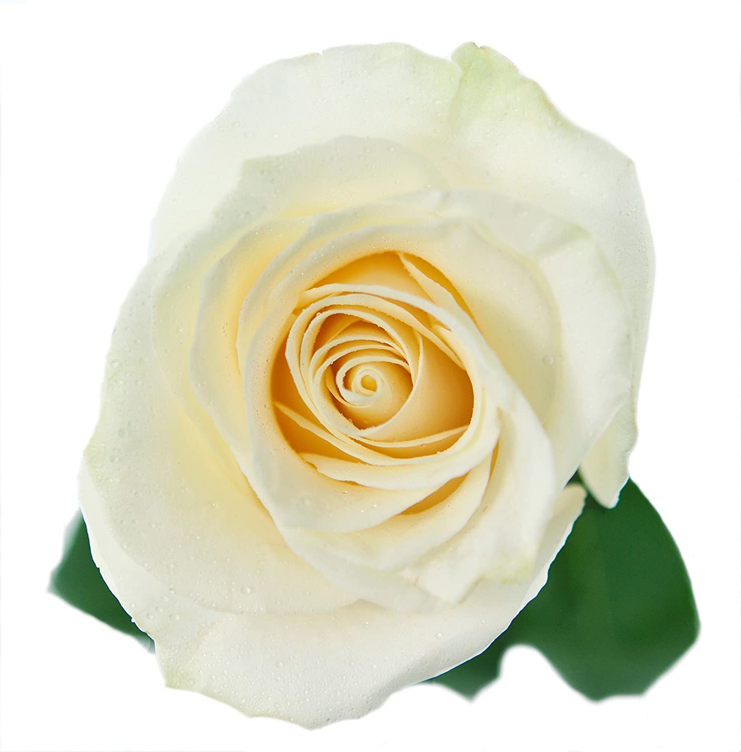 Kabloom Premium 100 White Roses Long Stem (60cm/24in) - Fresh Wedding Flowers for Bouquets, Centerpieces, Anniversaries, Birthdays, Mother's Day - Fast Overnight Delivery - Wholesale Bulk Flowers for Events & Special Occasions