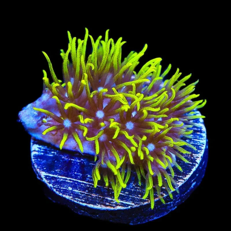 Blue Eye Green Star Polyps Coral - Live Saltwater Aquarium Coral for Reef Tanks | Perfect for Beginners & Marine Enthusiasts | Enhances Underwater Scenery & Biodiversity