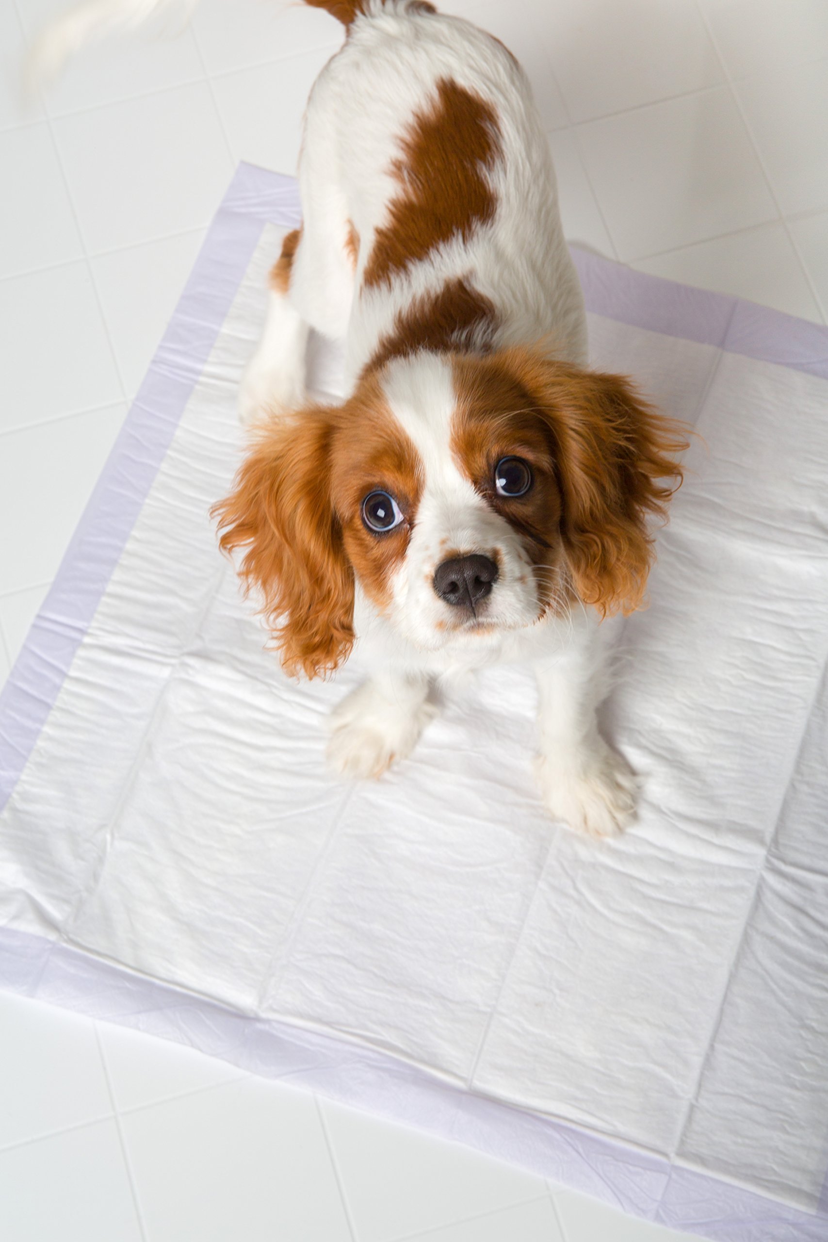 Hartz Home Protection Lavender Scent Odor Eliminating Gel Dog Pads - 21
