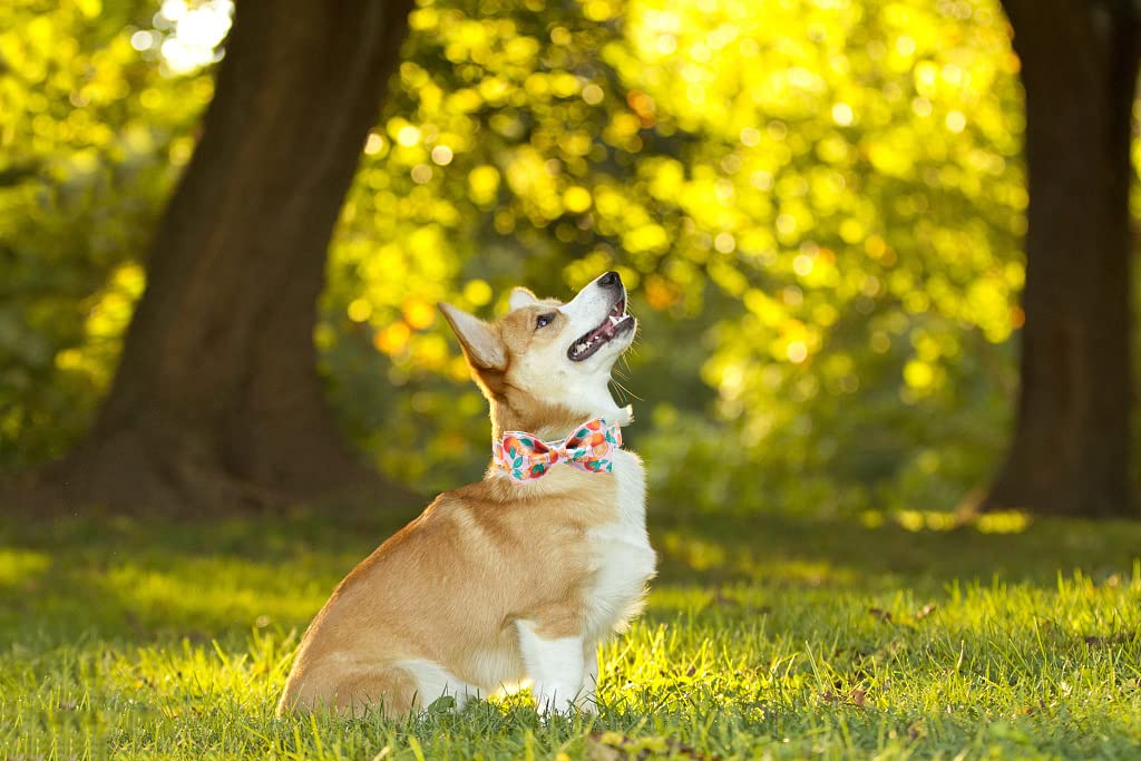Stylish Paws Dog Collar with Bow Tie - Adjustable Pet Collar for Small, Medium & Large Dogs - Perfect for Weddings, Parties & Photo Shoots