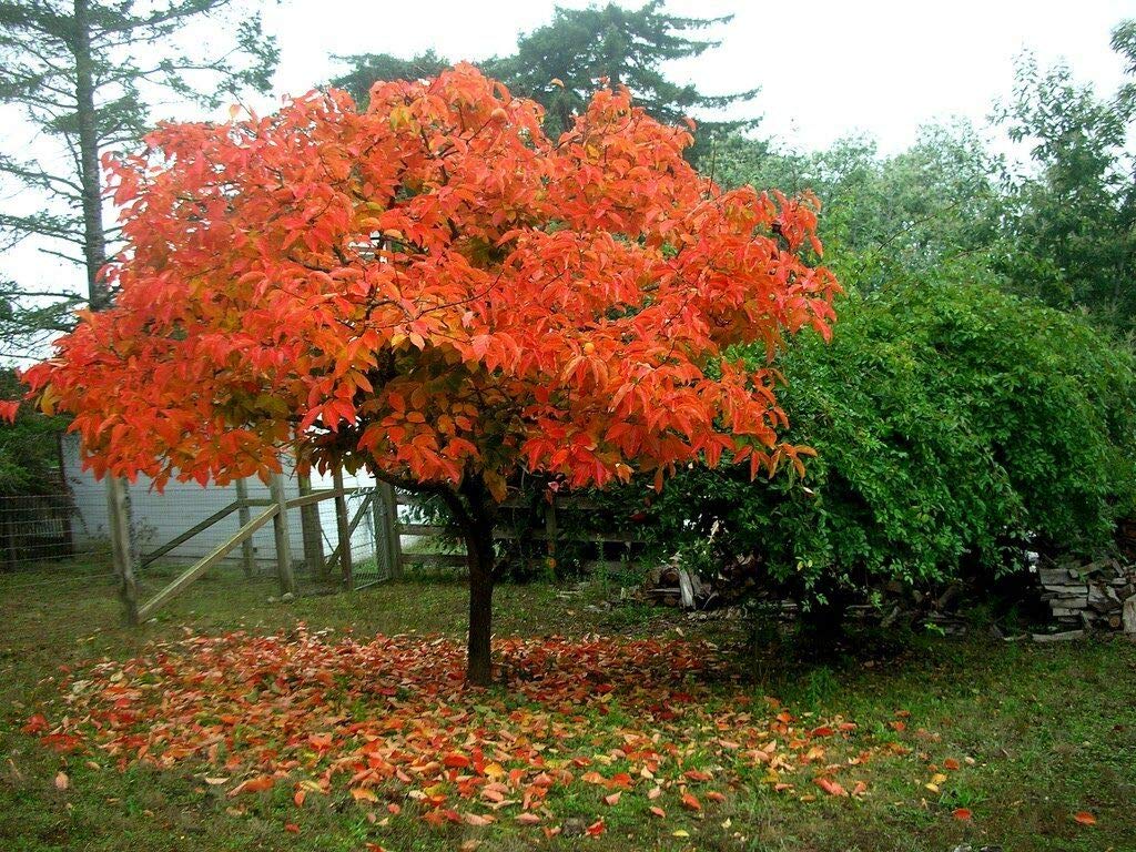 American Persimmon Tree - Live Plant, Diospyros Virginiana, Sweet Fruit-Bearing Tree for Home Garden, Backyard Orchard & Landscaping