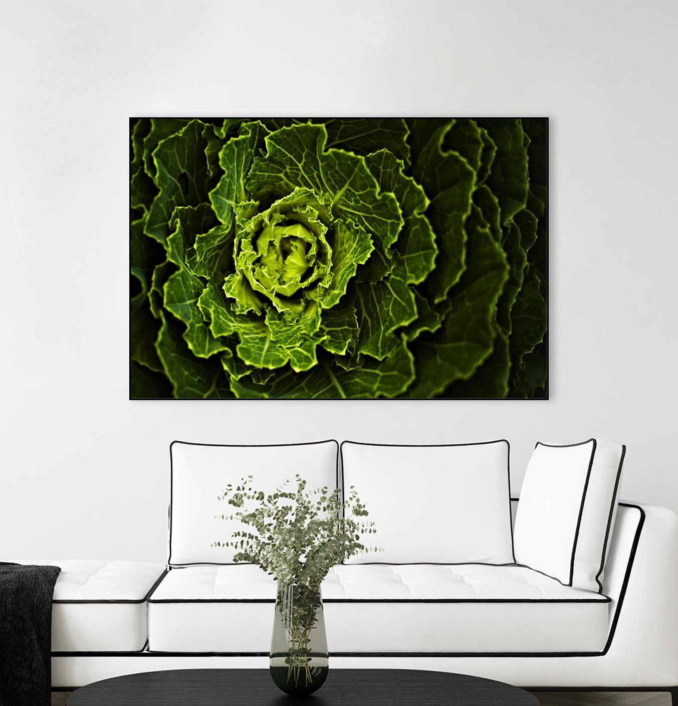 Fresh Green Cabbage - Organic, Non-GMO, Crisp & Nutritious for Salads, Soups, and Healthy Cooking | Perfect for Home Chefs & Meal Prep