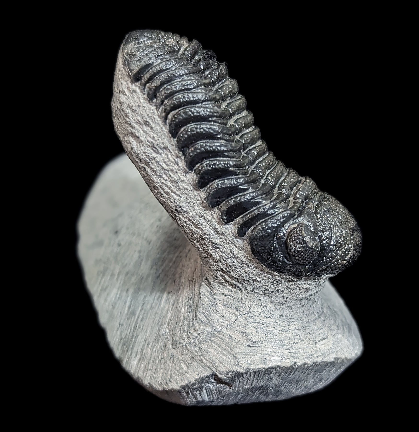 Eldredgeops Rana Trilobite Fossil in Matrix - Authentic Devonian Era Fossil Specimen for Collectors & Home Decor | Perfect for Science Enthusiasts & Unique Gift Ideas