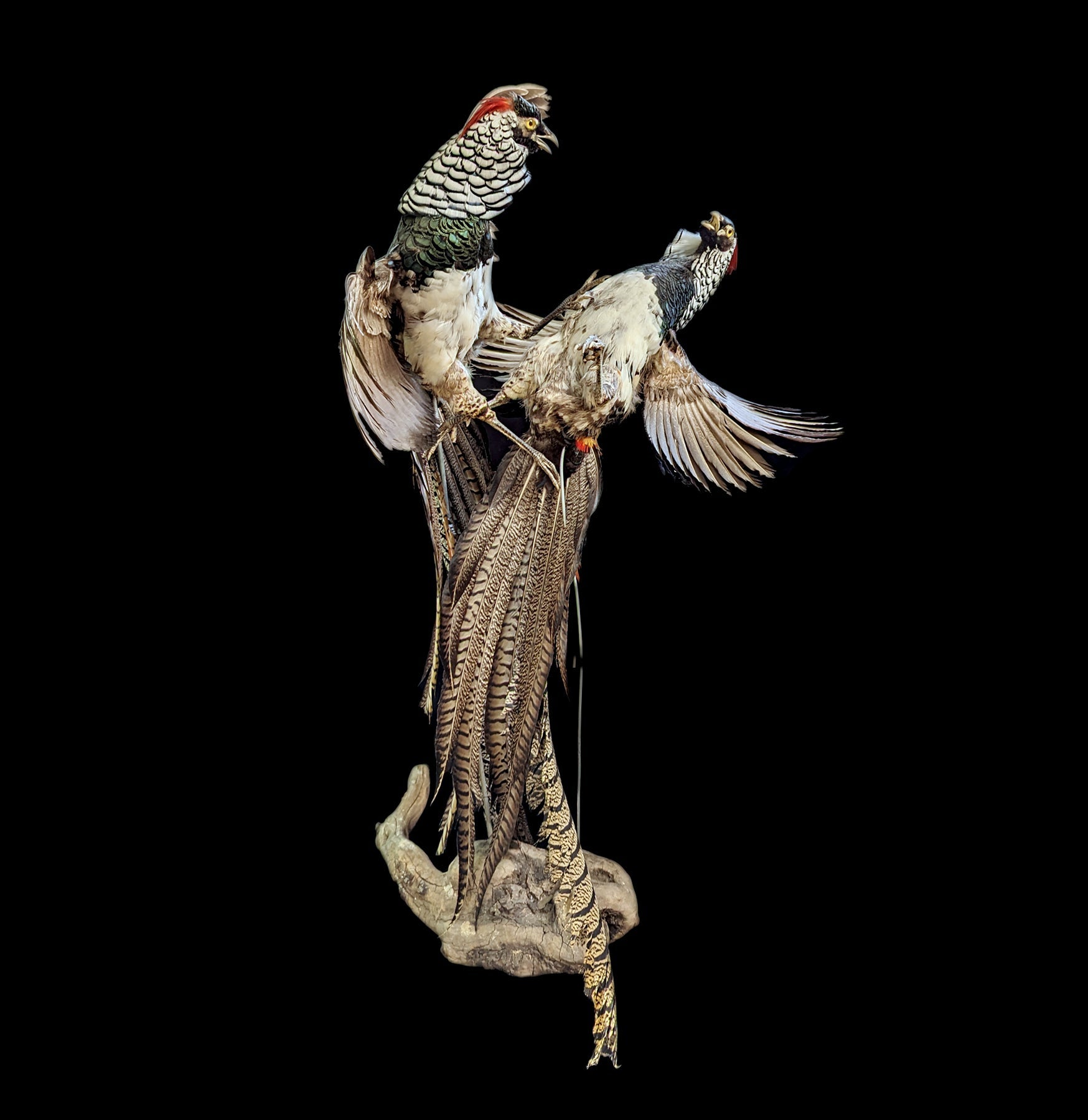 Lady Amherst Pheasant Taxidermy Mount - Realistic Handcrafted Decorative Bird for Home & Office Decor | Perfect for Hunting Lodges, Cabinets, and Wildlife Displays
