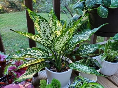 OXY GREEN PLANT® Aglaonema Spring Snow Chinese Evergreen Live Plant - Golden Evergreen, Aglaonema Commutatum, Philippine Evergreen (5ft-1.5ft Height) - Perfect for Home Decor, Office Plants & Indoor Gardening Gifts