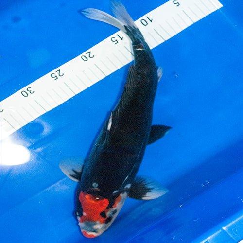 Premium Hand-Selected Koi Fish - 30 Stunning Varieties for Ponds & Water Gardens | Perfect for Outdoor Decor & Relaxation