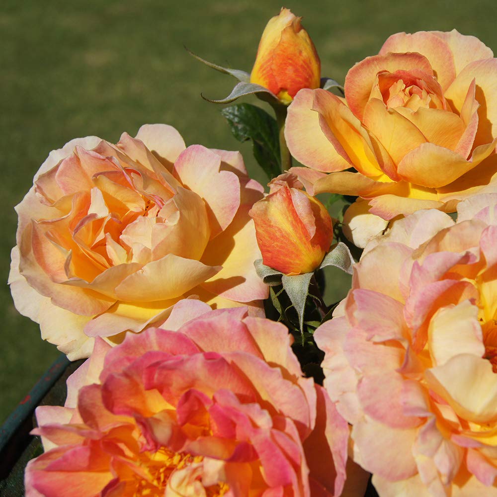Heirloom Roses Potted Rose Plant - La Parisienne Grandiflora Rose Bush, Live Outdoor Flowering Plant for Garden, Patio & Landscaping | Perfect for Home Decor, Wedding Gifts & Romantic Gardens