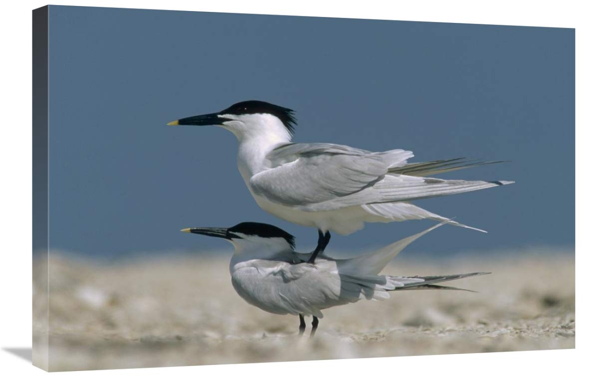 20 x 30 Inch Sandwich Tern Couple Courting Art Print - North America Wildlife Photography by Tim Fitzharris | Perfect for Home Decor, Office Wall Art & Nature Lover Gifts