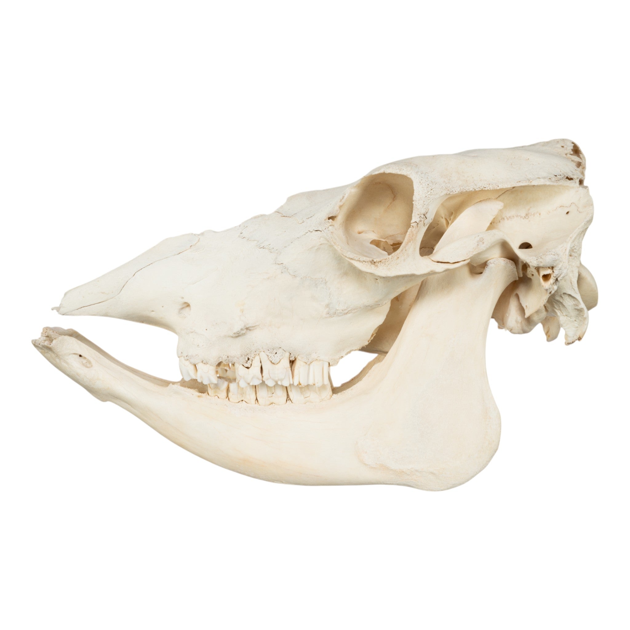 Authentic Cow Skull Decor - Genuine Domestic Cattle Skull for Western Home Decor, Halloween, and Ranch Style Interior Design | Perfect for Wall Art, Farmhouse Decor, and Gothic Themed Parties