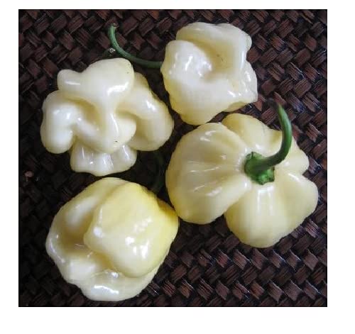 BmoreSpicy Trinidad 7 Pot White Hot Pepper Seeds - 10 Rare Super Hot Chili Pods for Extreme Heat - Perfect for Home Gardening, Hot Sauce Making, and Spicy Food Lovers