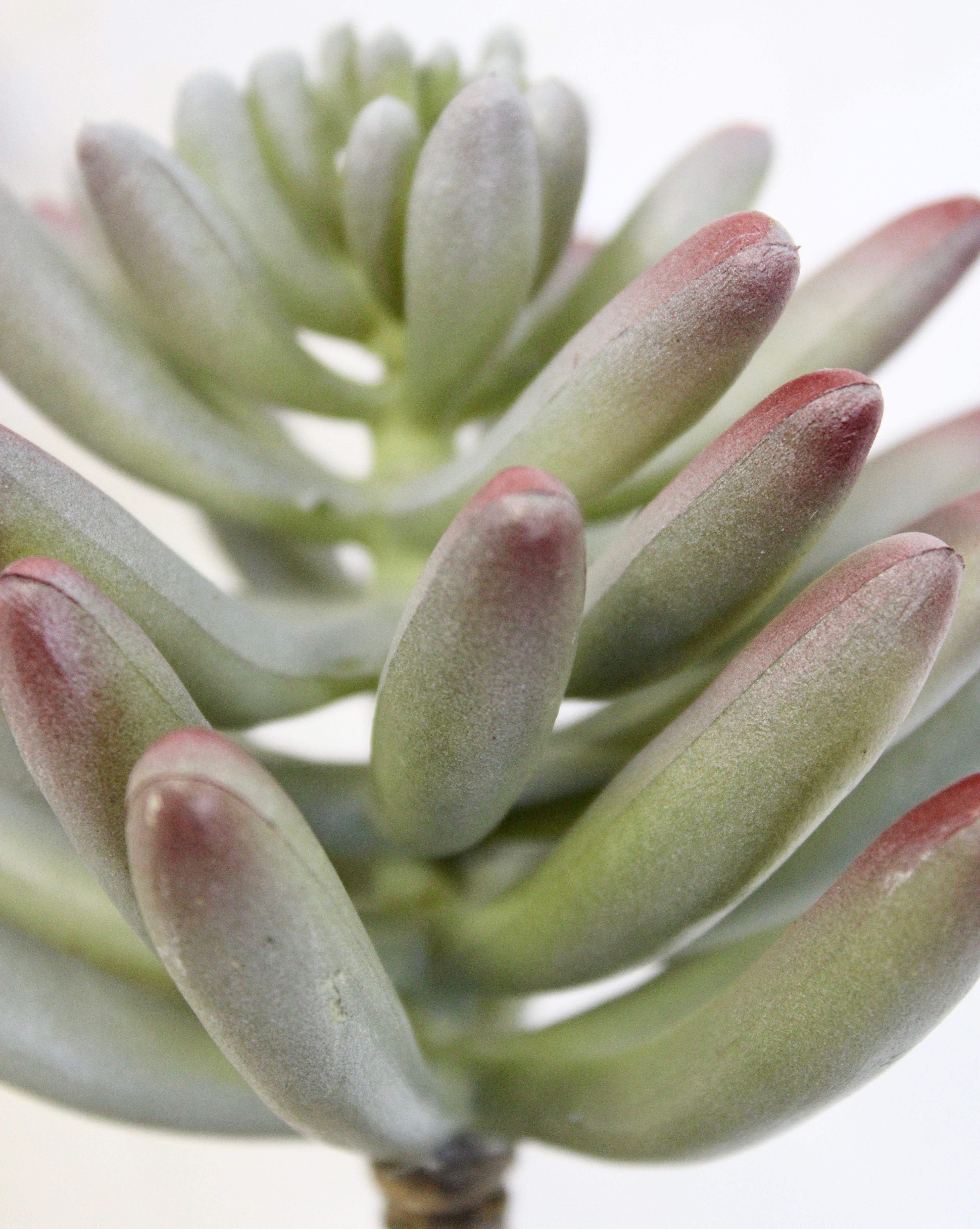 Beautiful Flowering Rose Succulent Plant - Low Maintenance Indoor/Outdoor Decor for Home, Office & Garden