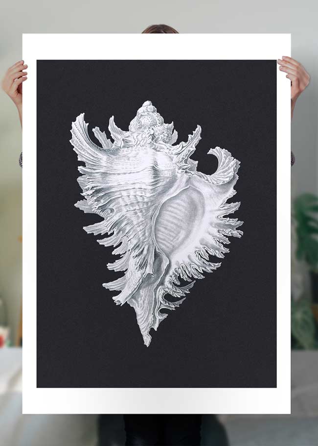 Large Conch Sea Shell Black and White Vintage Print - Coastal Home Decor, Beach House Wall Art, Nautical Theme Decorations