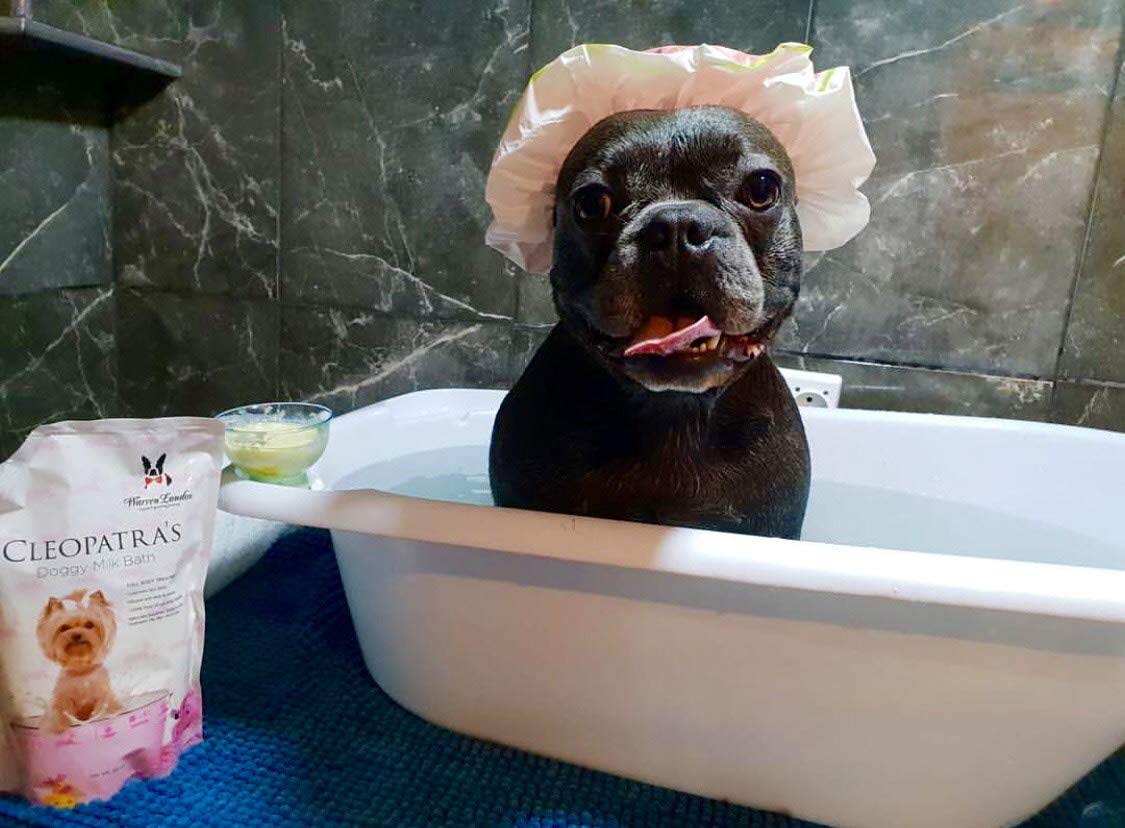 Warren London Cleopatra's Doggy Milk Bath - Luxurious Dog Shampoo & Conditioner with Whole Milk Powder & Honey for Silky Smooth Coat | 12oz | Use as Bath Soak or Spray-On Shampoo for Dogs - Perfect for Grooming, Bath Time & Coat Care at Home or Pet Salon
