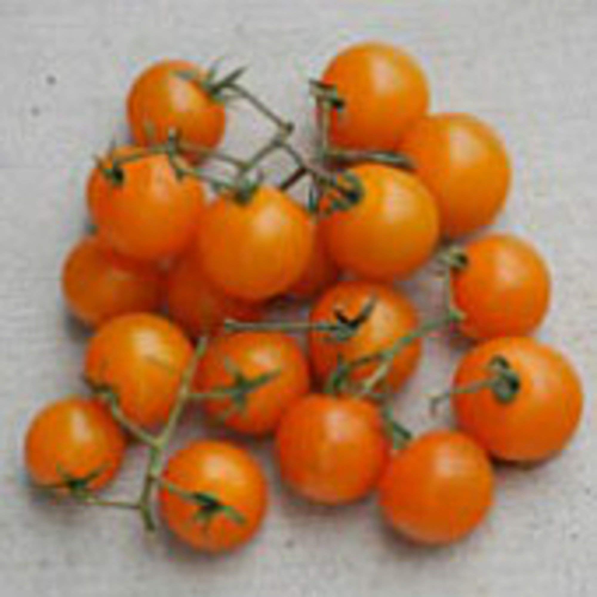 Organic Orange Cherry Tomato Seeds (20+ Seeds) | Non-GMO Heirloom Variety | Vegetable & Fruit Seeds for Planting | Home Garden, Greenhouse, or Container Gardening | Perfect for Salads, Snacking & Fresh Eating