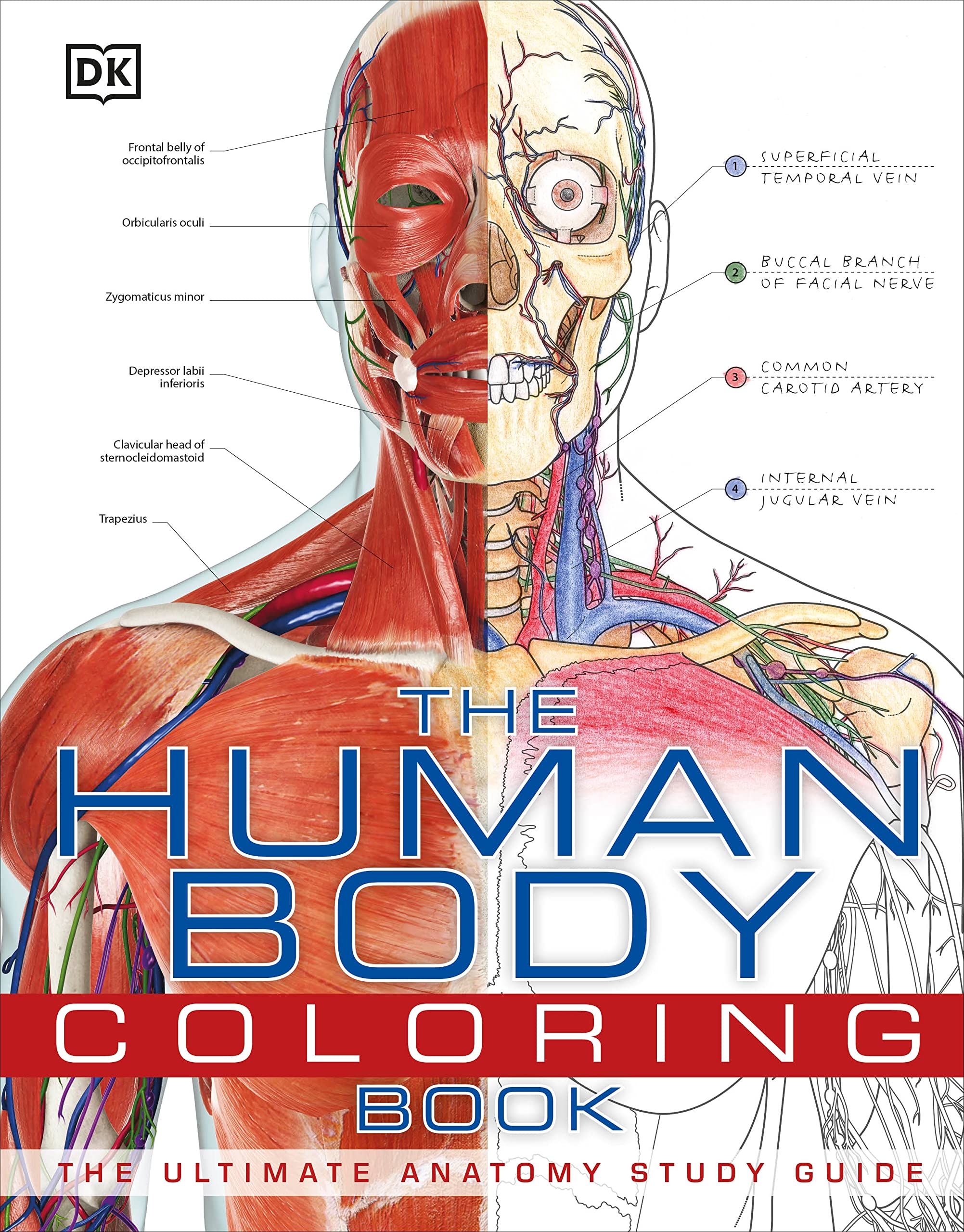 **The Human Body Coloring Book: Ultimate Anatomy Study Guide for Medical Students & Artists – Perfect for Learning & Relaxation (DK Human Body Guides)**