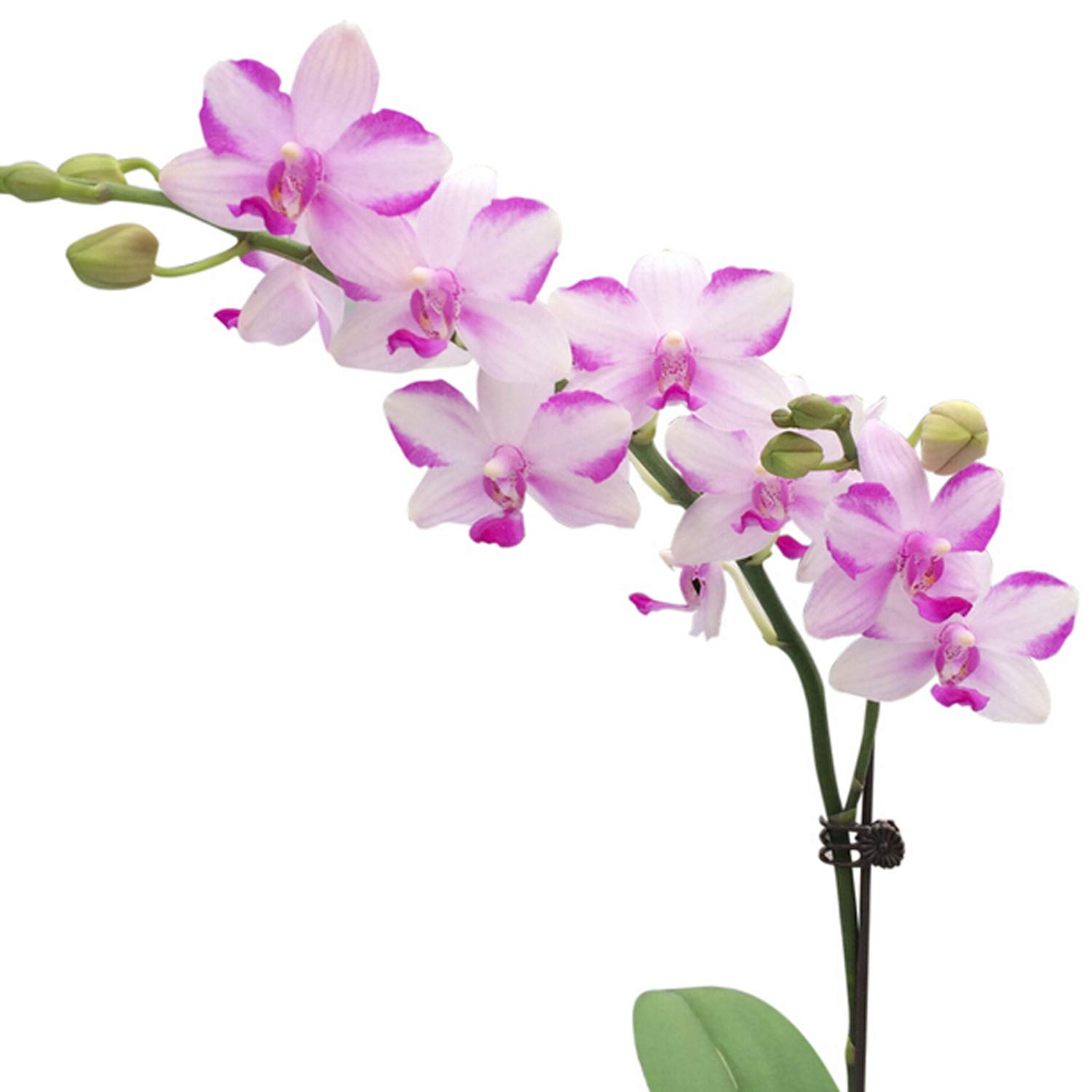 Honbay 100PCS Dark Green Orchid Clips - Tiny Plastic Plant Support Clips for Orchids, Stems, Vines & Stalks to Grow Upright | Perfect for Indoor Gardening, Greenhouse & Flower Arrangement