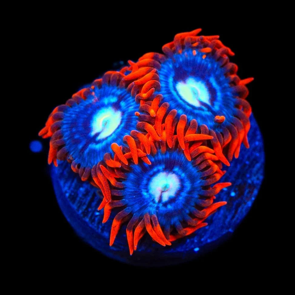 Fire and Ice Zoanthid Coral for Saltwater Aquariums - Vibrant Coral for Reef Tanks & Marine Displays