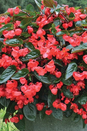 10 Pack Assorted Begonia Plants - Beautiful Flowering Houseplants for Home, Office & Garden Decor
