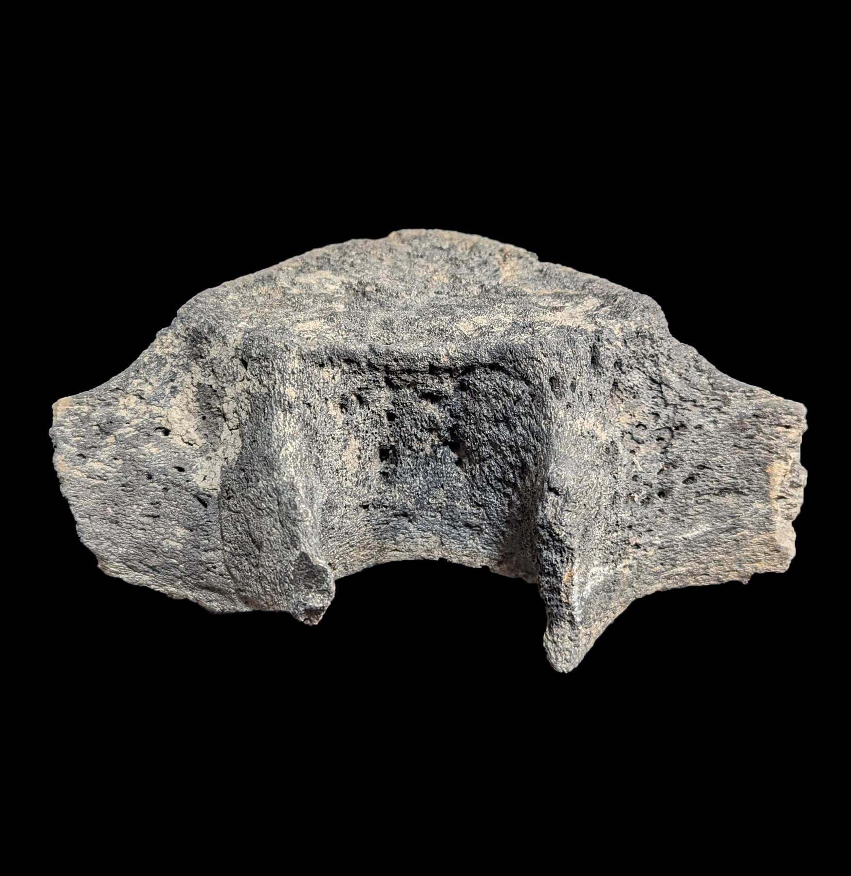Authentic Fossil Whale Vertebrae for Sale - Rare Marine Mammal Bone Specimen - Perfect for Paleontology Collectors & Home Decor