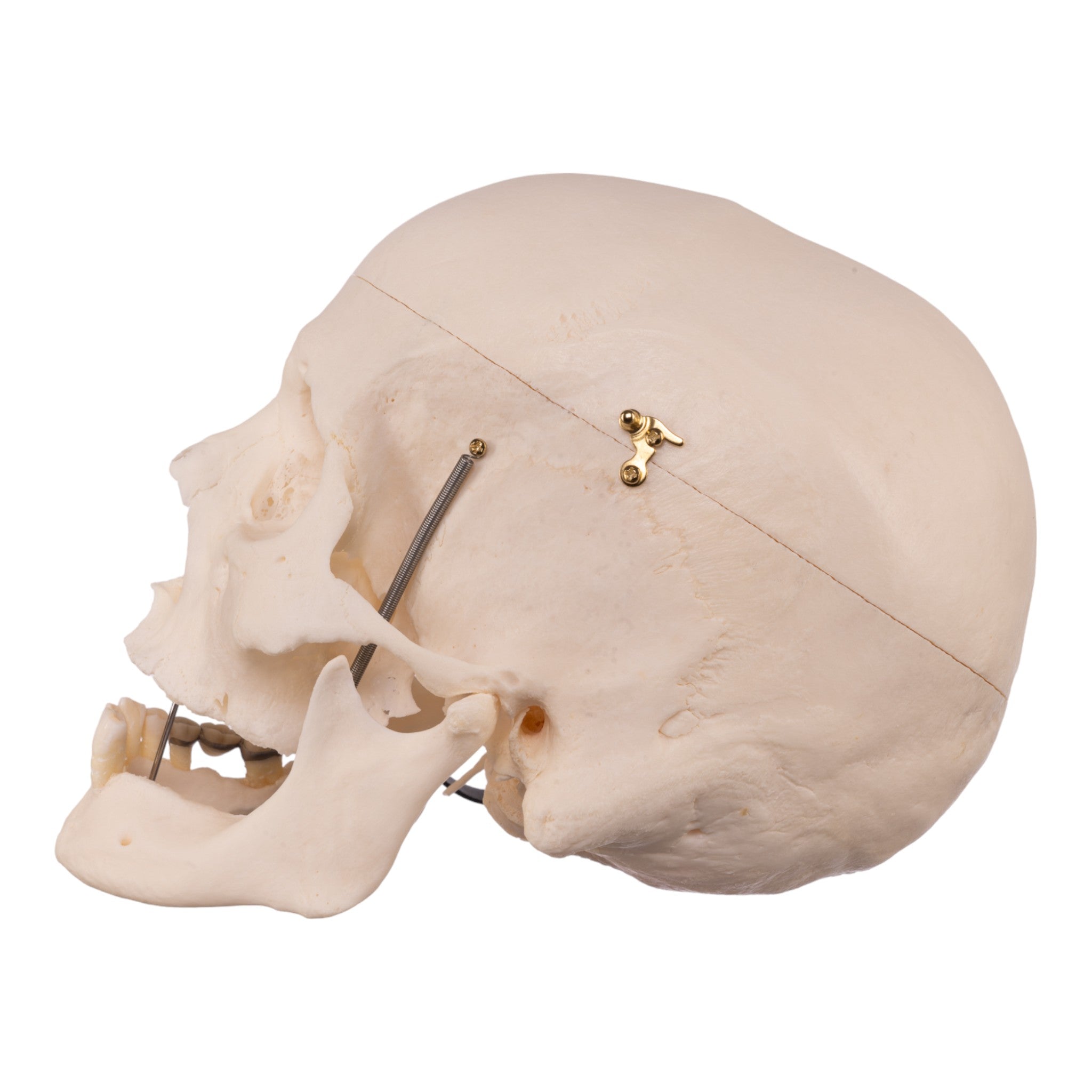 Premium Anatomical Human Skull Model - Accurate Medical & Educational Tool for Students, Doctors & Researchers | Perfect for Classroom, Lab & Medical Training