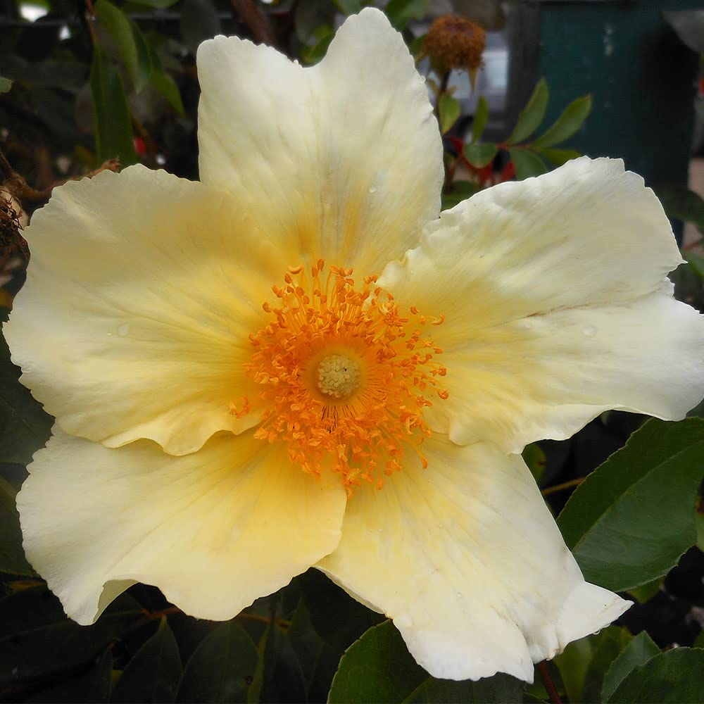 Heirloom Roses Mermaid Yellow Climbing Rose Bush - Live Outdoor Rose Plant for Garden, Trellis & Fence Decoration | Perfect for Landscaping, Wedding Decor & Home Gardening
